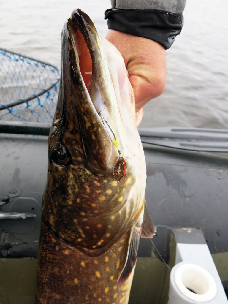 Крупная щука клюнула на небольшую вращалку Крупная щука клюнула на небольшую вращалку