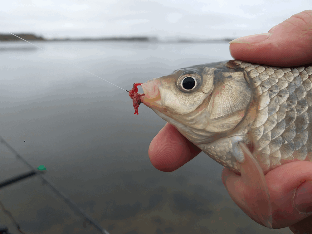 Карась пойманный на мотыля Карась пойманный на мотыля
