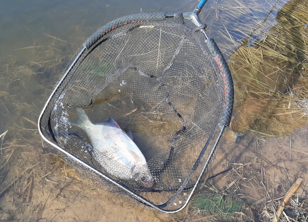 Лещ в подсачеке Лещ в подсачеке