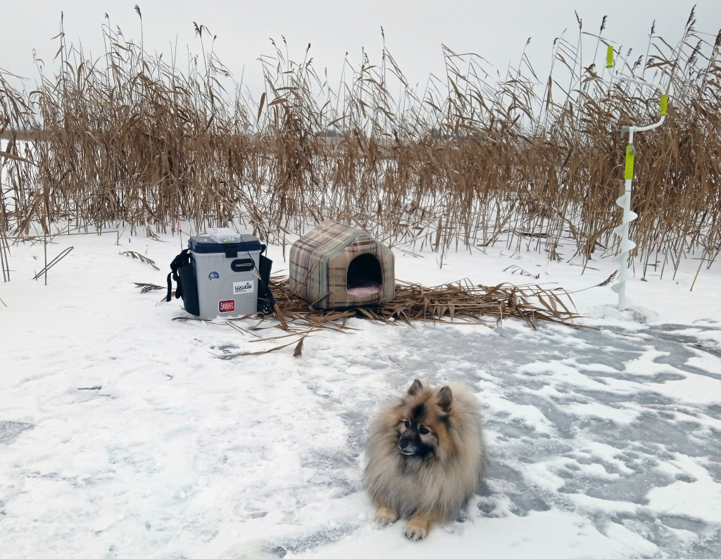 Мелководье с троснтником, где нашли щуку