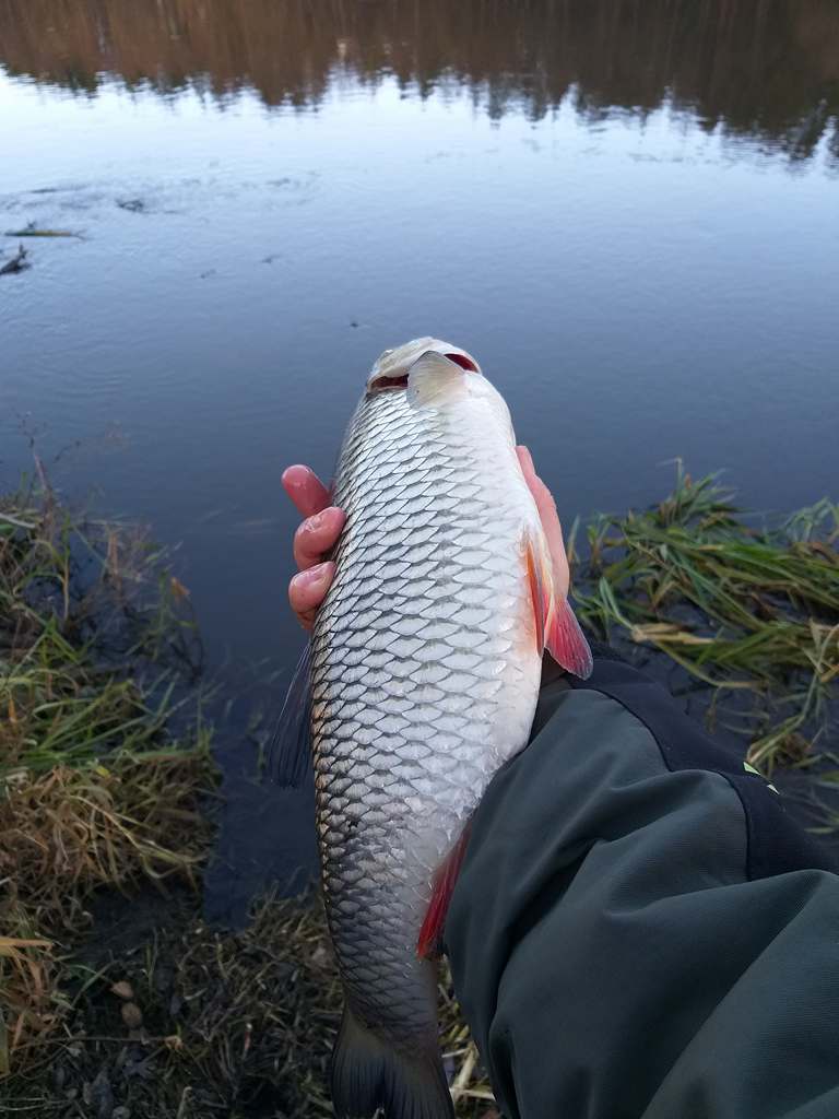 cold water stalking chub 00003.jpg cold water stalking chub 00003.jpg
