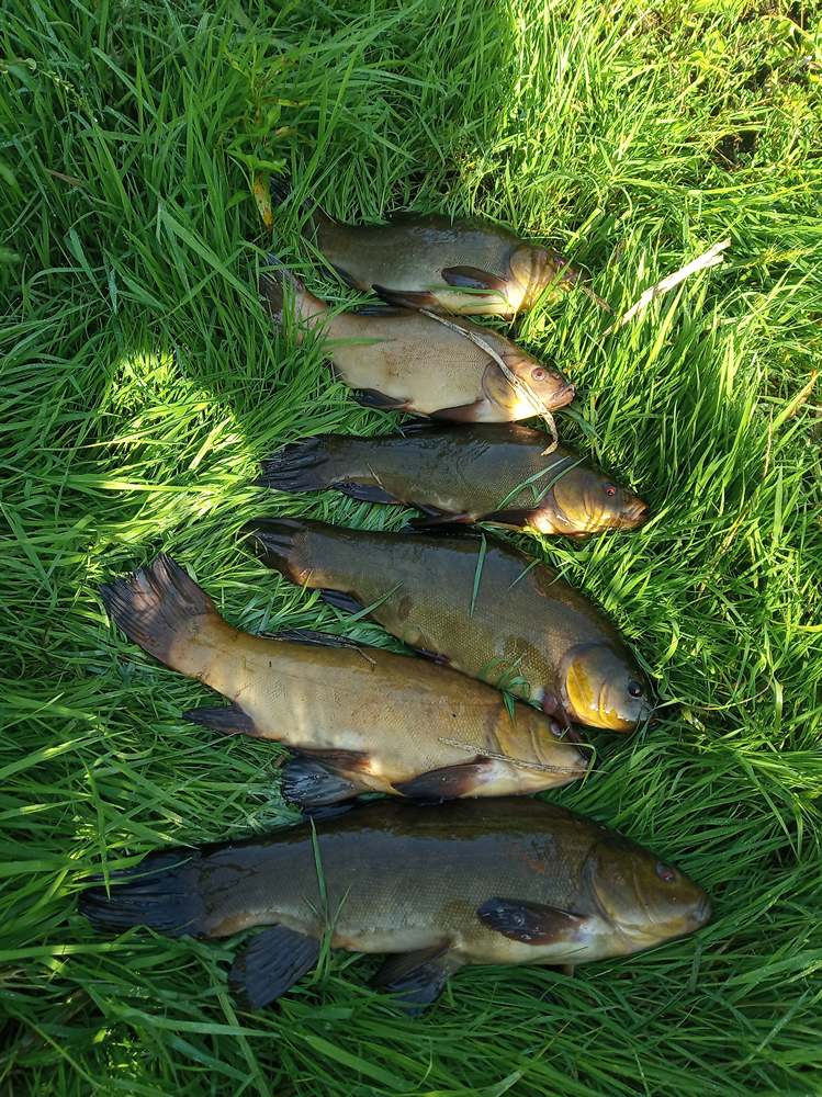 как ловить линя 0009.JPG