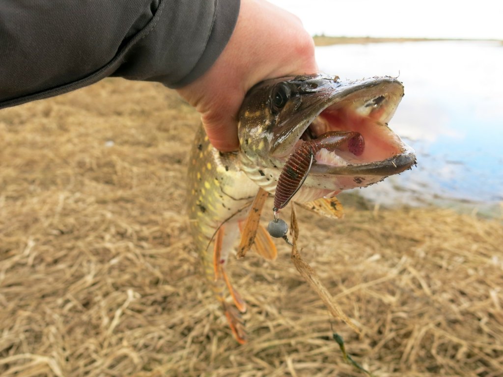 Щука с виброхвостом во рту