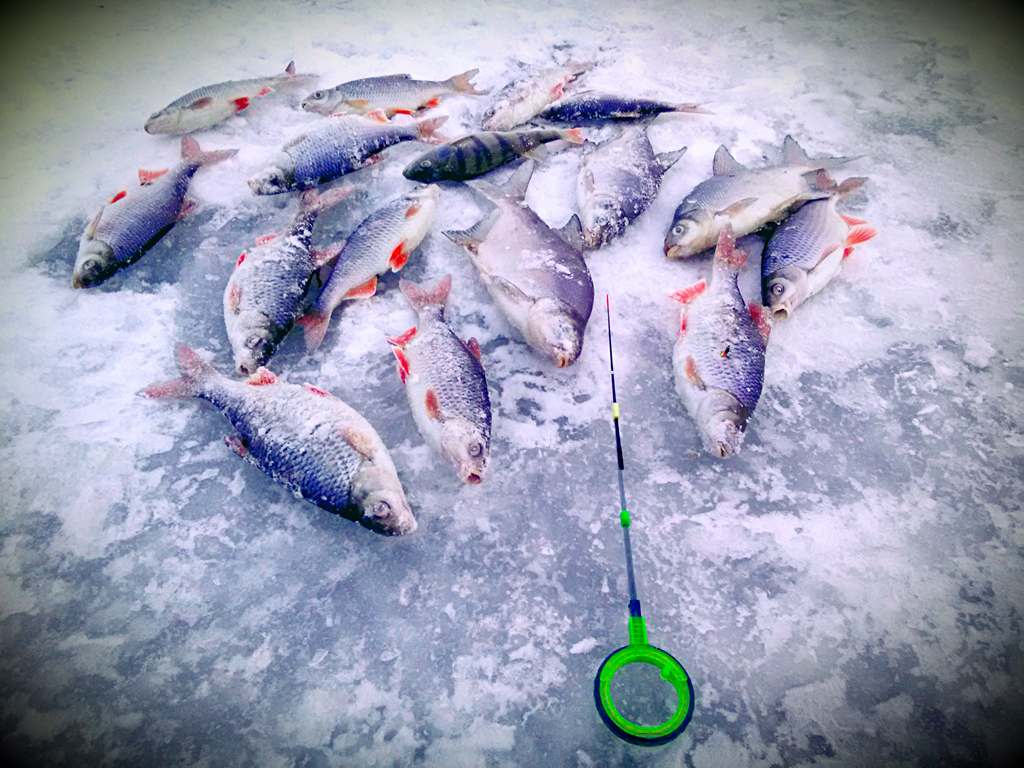 Ловля плотвы на минском море по первому льду 00004.jpg Ловля плотвы на минском море по первому льду 00004.jpg