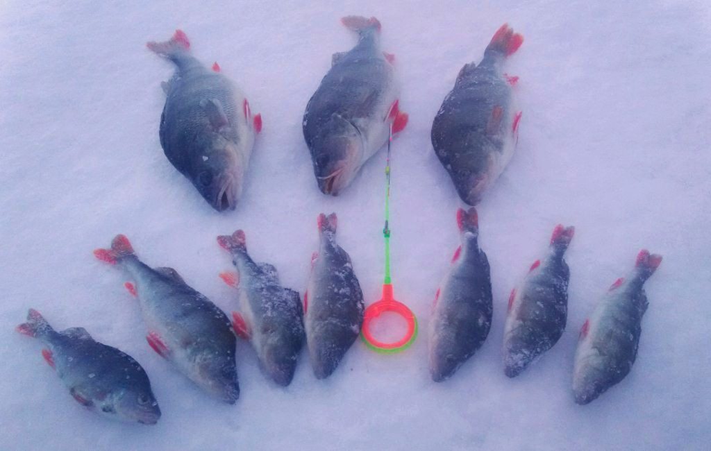 Окуни на мормышку «чертик» 