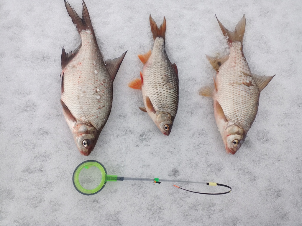 Подлещики на «чертик» 