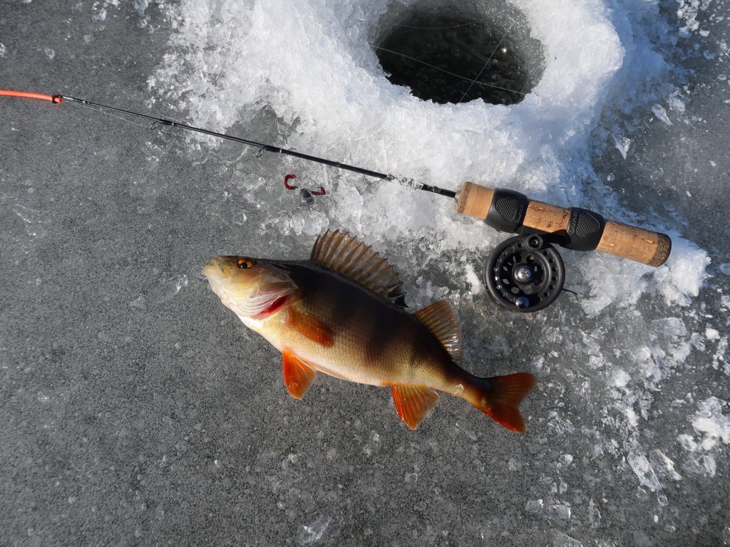 Окунь с балдой и удочкой на льду