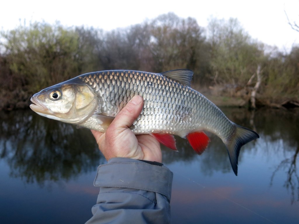 Хороший голавль в руке