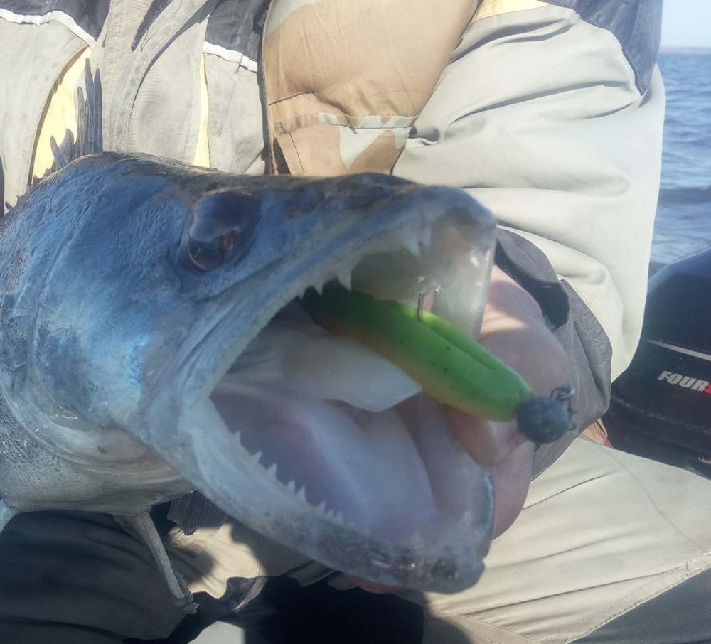 судак - биология места обитания и поведение 00005.JPG