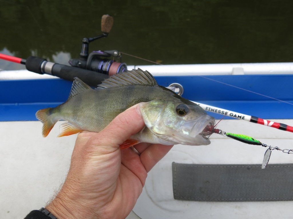 Окунь пойман с лодки