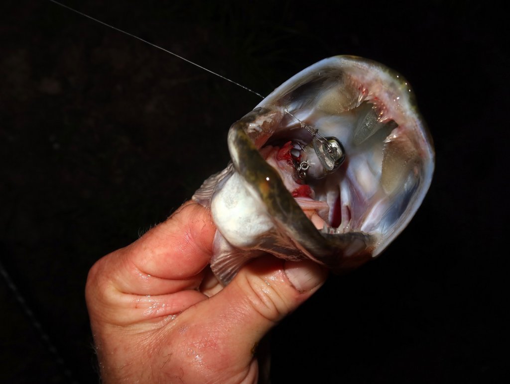 Щука глубоко заглотила воблер