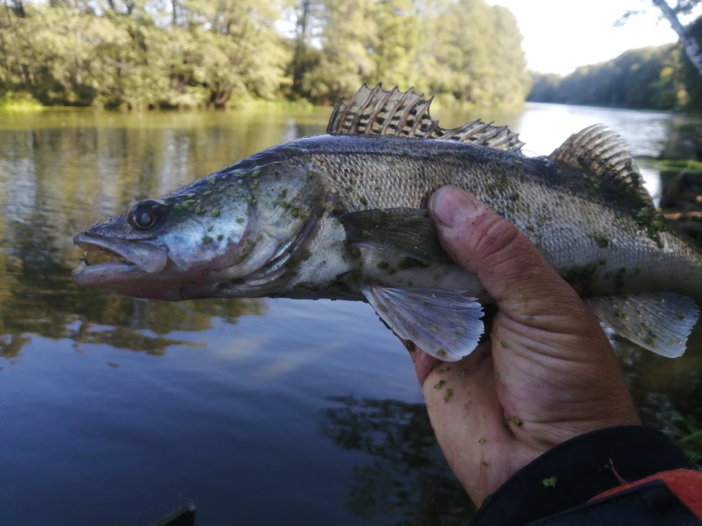 Судак в руке рыбака Судак в руке рыбака