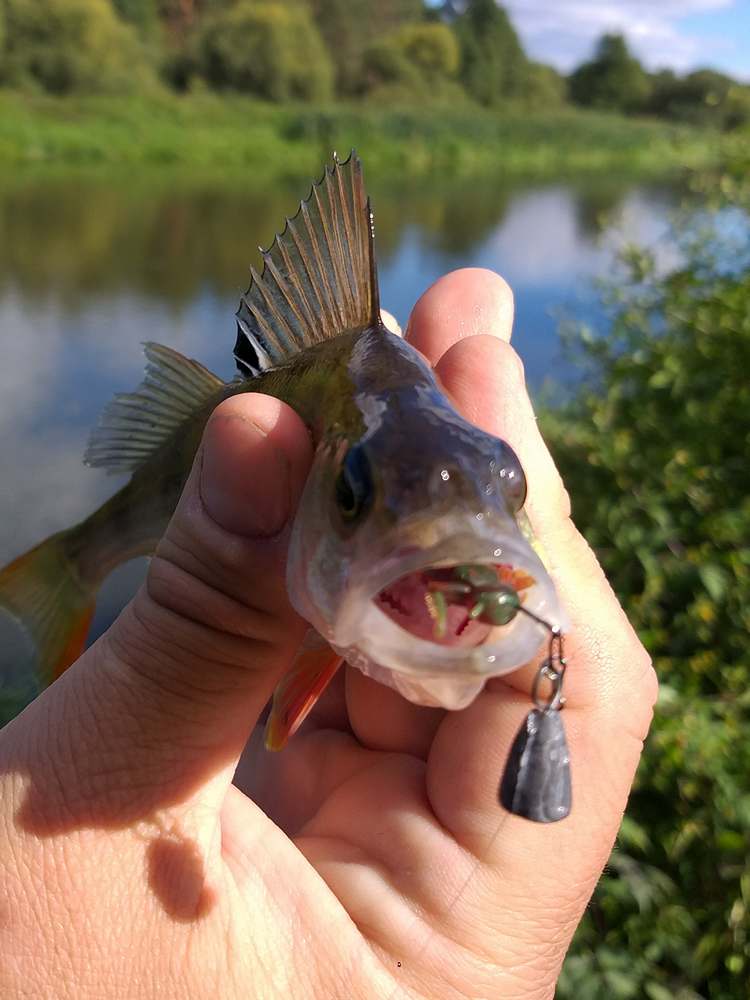 Using_Passive_Lures_in_a_Light_River_Jig_0003.jpg Using_Passive_Lures_in_a_Light_River_Jig_0003.jpg