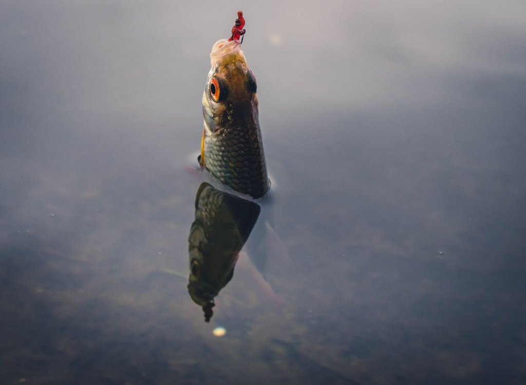 Плотва на мотыля Плотва на мотыля