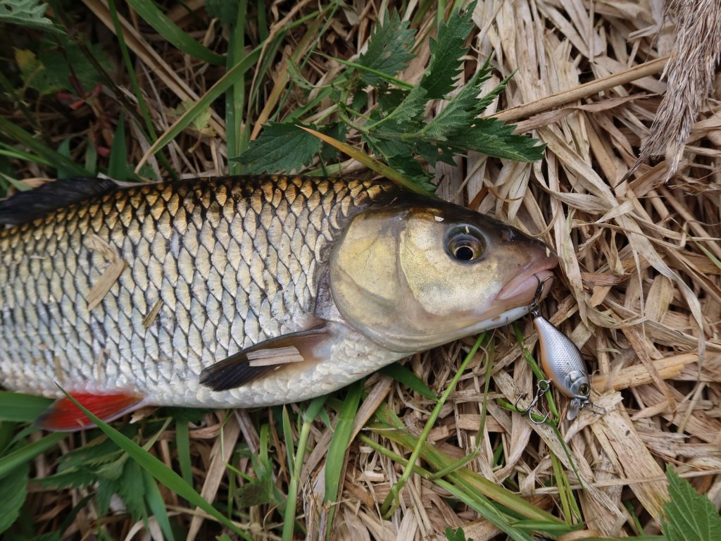 Крупный голавль и воблер