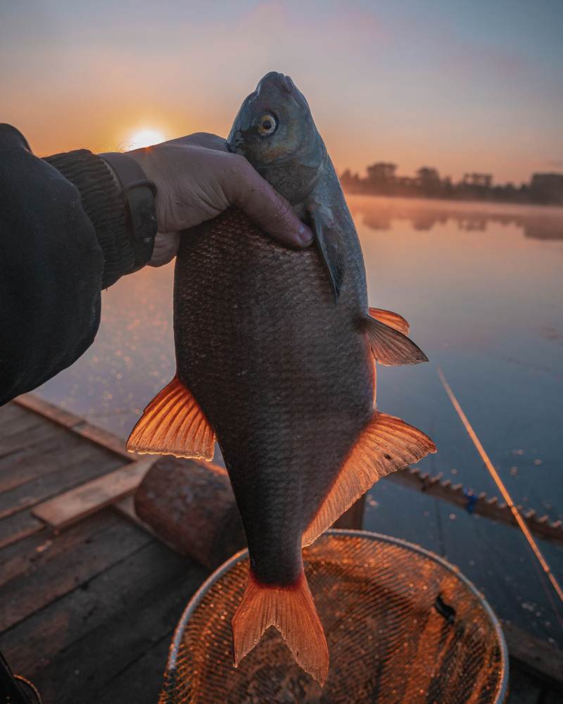Весенний лещ