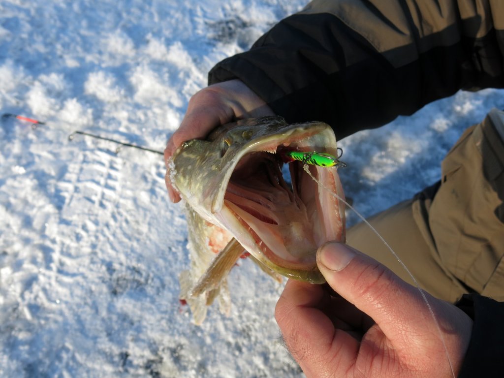 Щука и балансир, на который она клюнула Щука и балансир, на который она клюнула