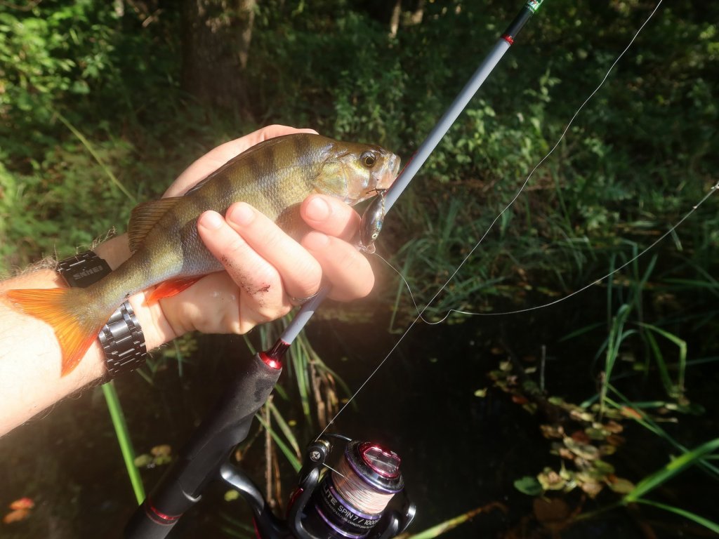 Окунь пойман на небольшой воблер
