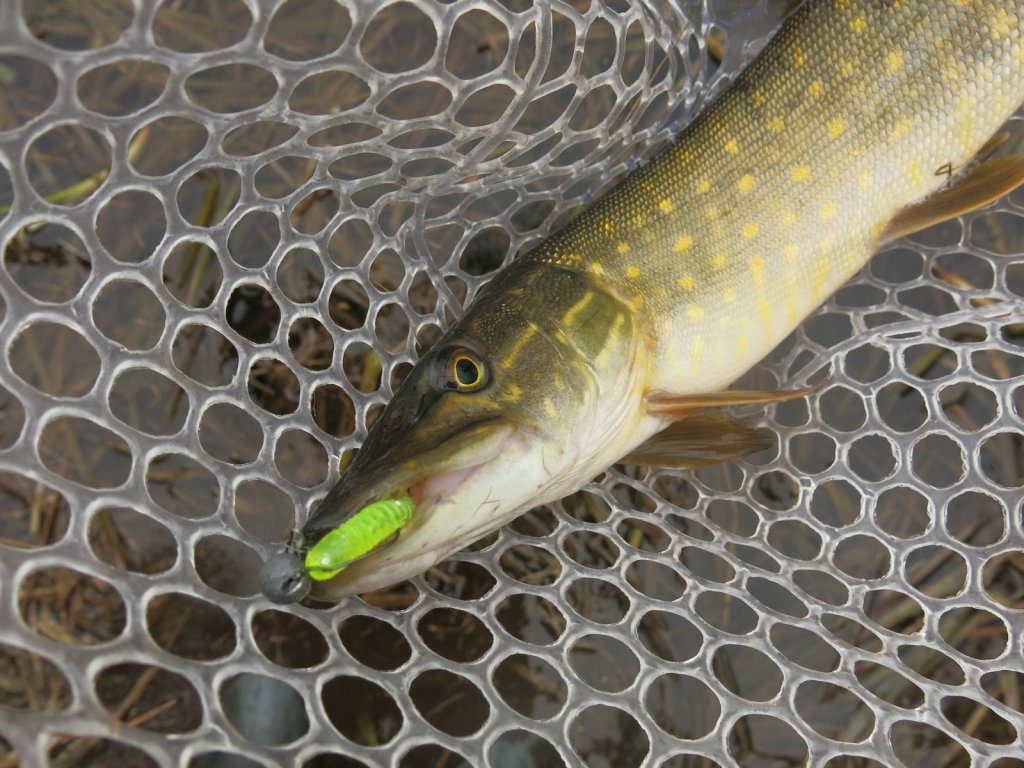 Щука в подсачеке и кислотная съедобка во рту