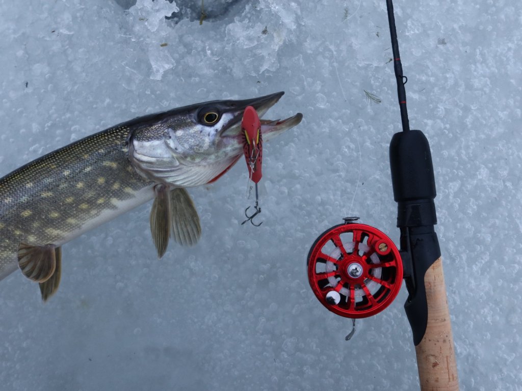 Щука клюнула на красный балансир
