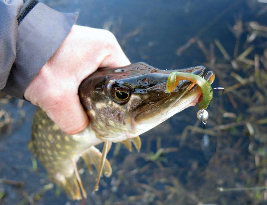 Щука в руке с мягкой приманкой