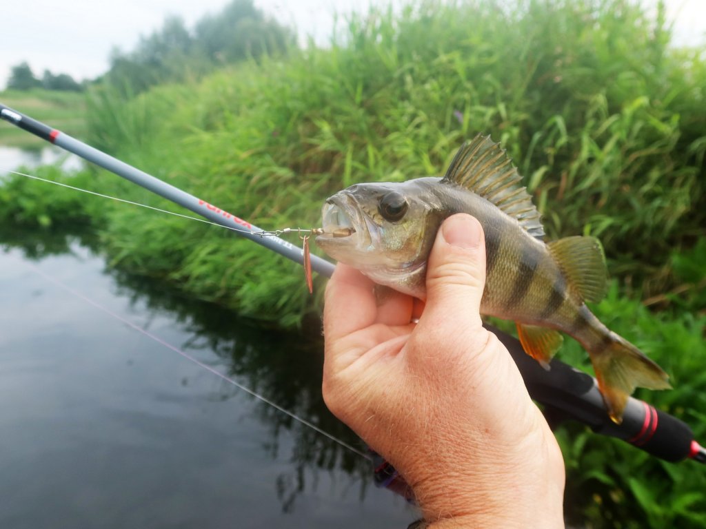 Окунь клюнул на вертушку