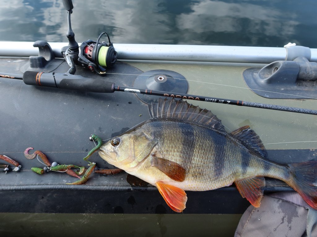 Крупный окунь на борту лодки