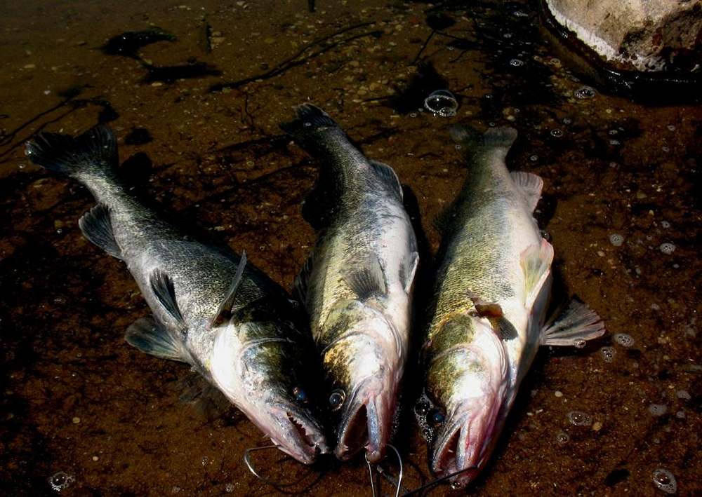 Нюансы ловли судака с лодки после заката 