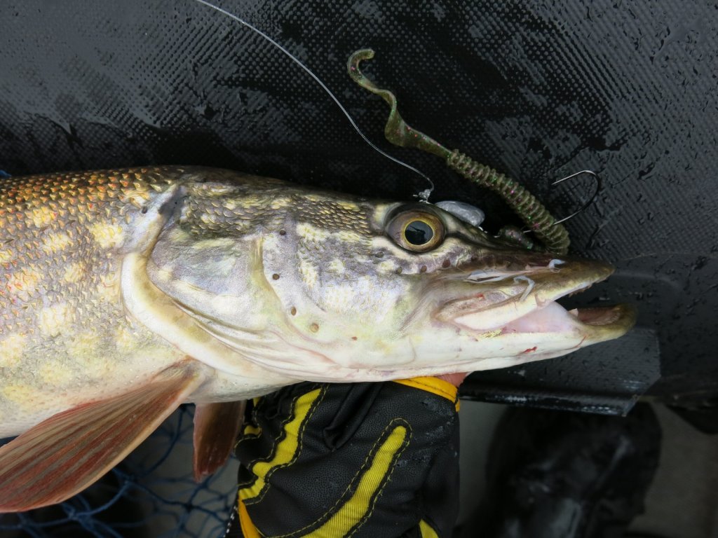 Щука и приманка на офсетном крючке