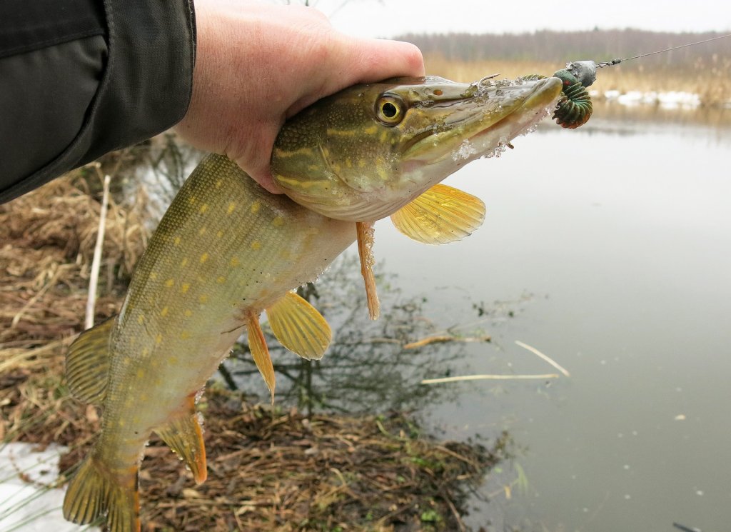 Щука на фоне реки