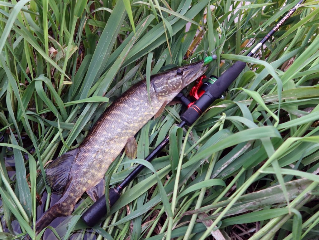 Щука поймана на спиннинг Lucky John Basara 20