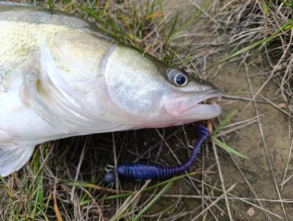 Пойманная рыба Пойманная рыба лежит на земле, возле рта фиолетовая силиконовая приманка