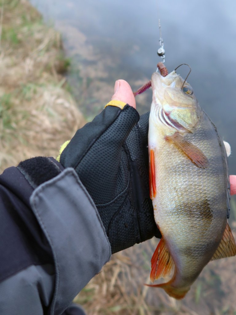 Окунь пойман на микроджиг весной