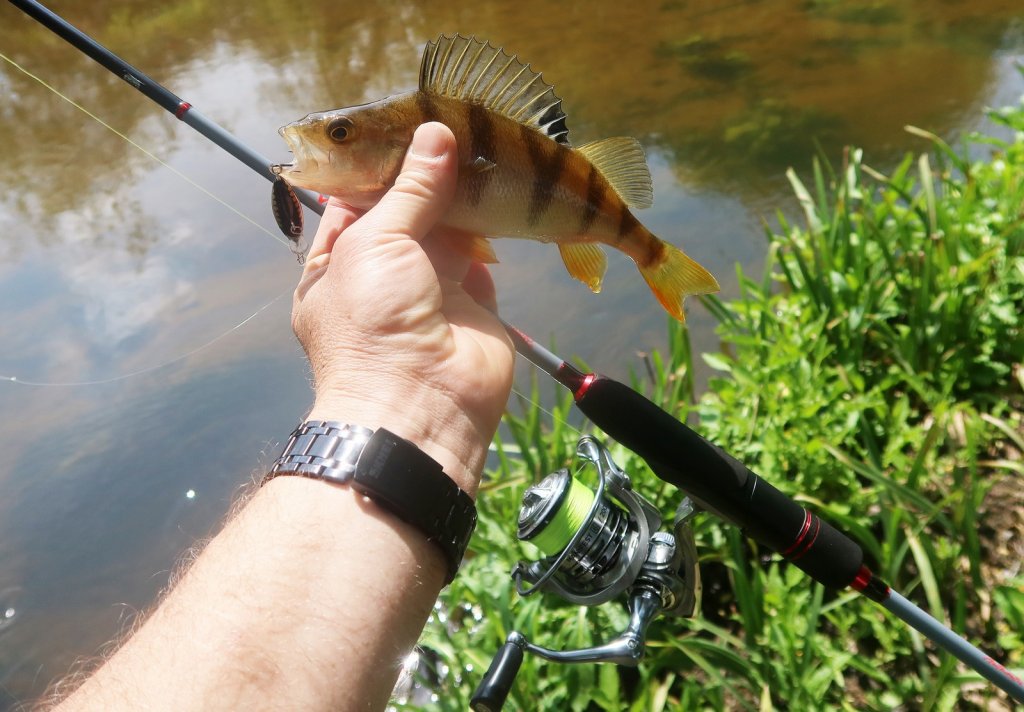 Снасть и окунь в руке