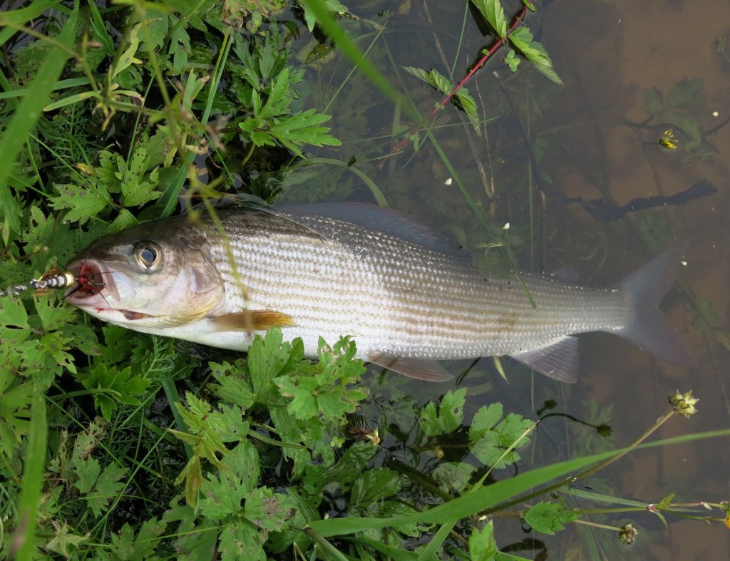 Хариус клюнул на вертушку