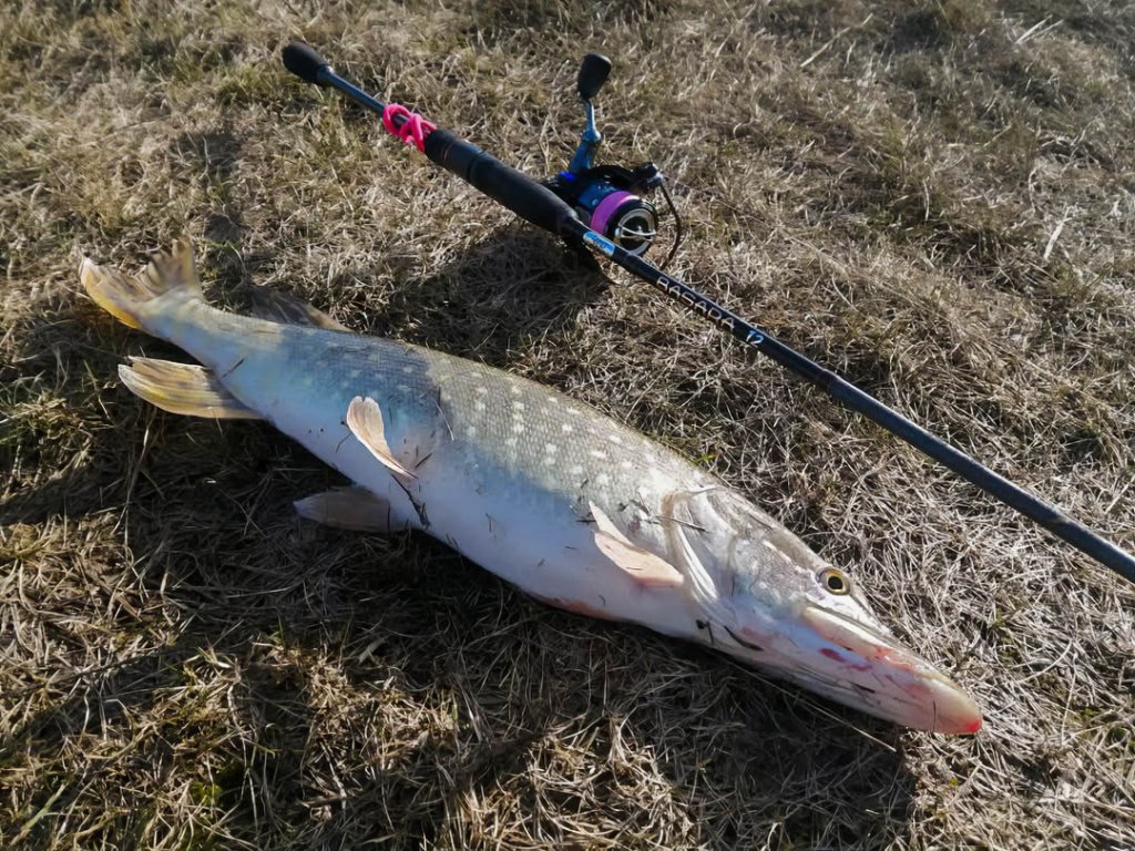 Щука, пойманная на спиннинг Lucky John Basara 12 Щука возле спиннинга Lucky John Basara 12