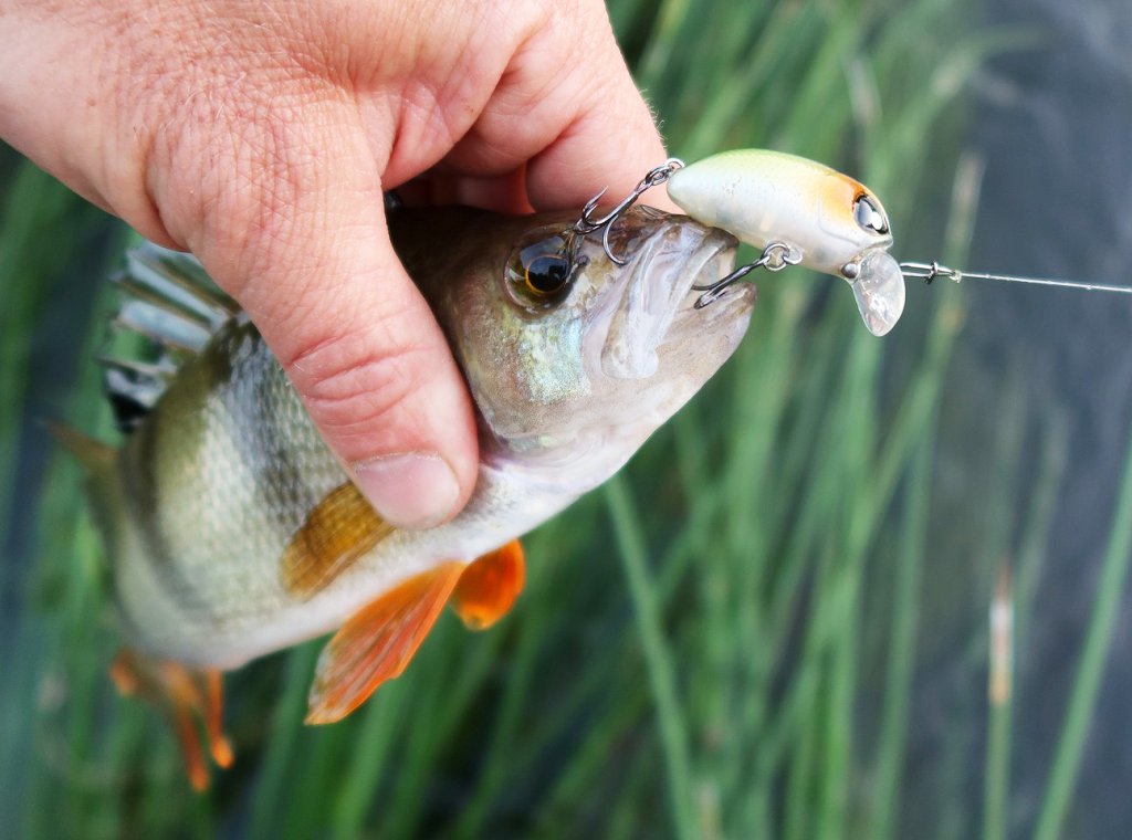 Окунь клюнул на воблер кренк