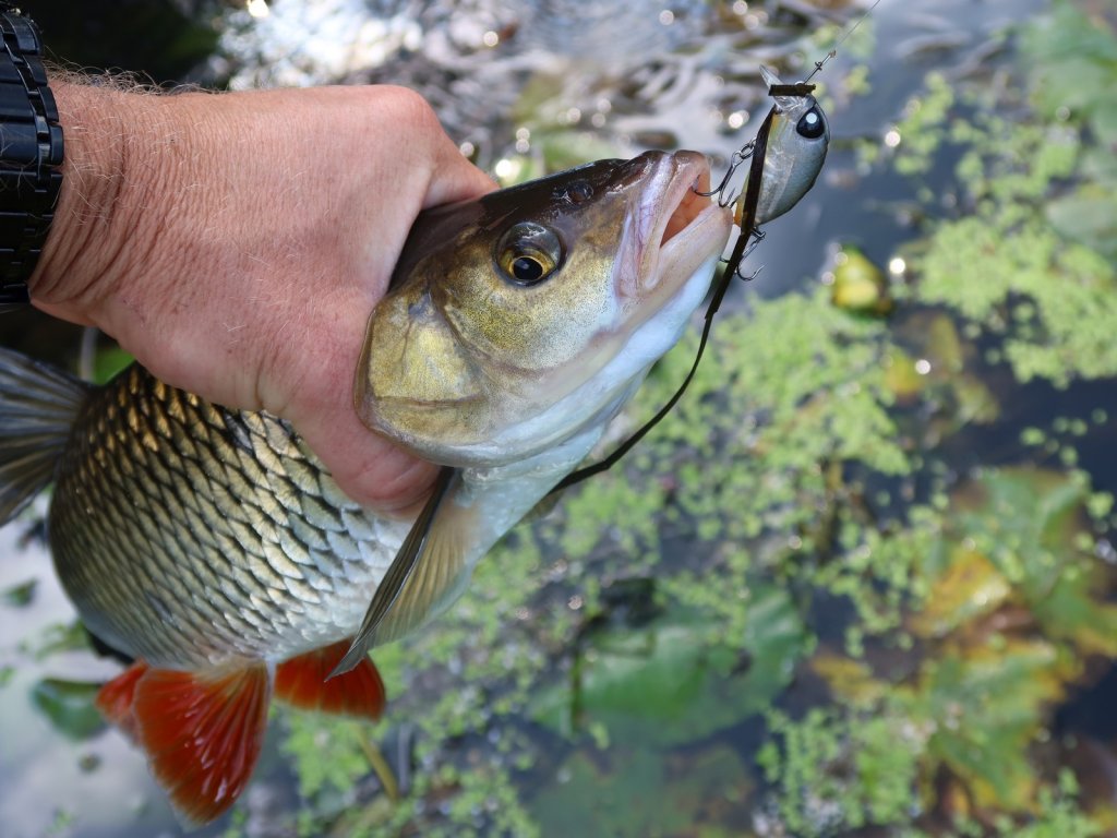 Красивый голавль позирует на камеру