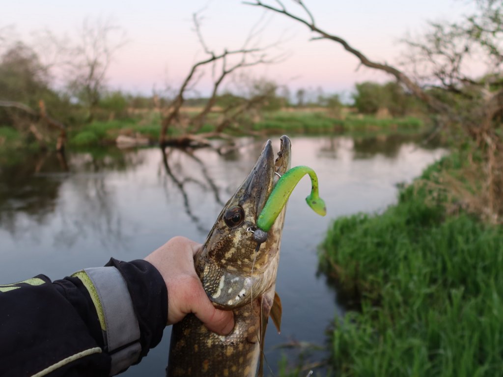 Щука с приманкой на фоне речного коряжника