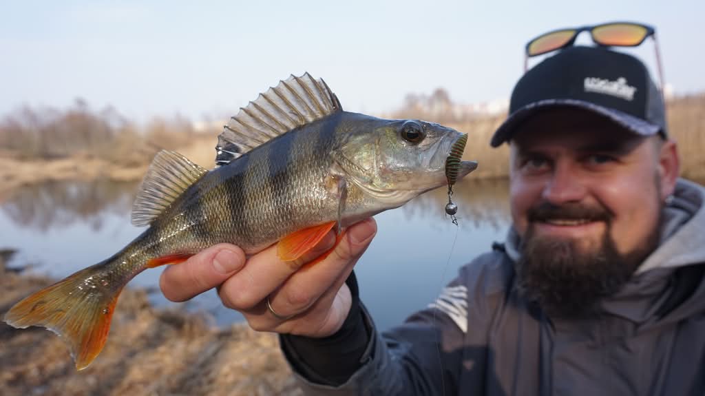 Пойманный окунь Красивый пойманный окунь в руке улыбающегося рыболова