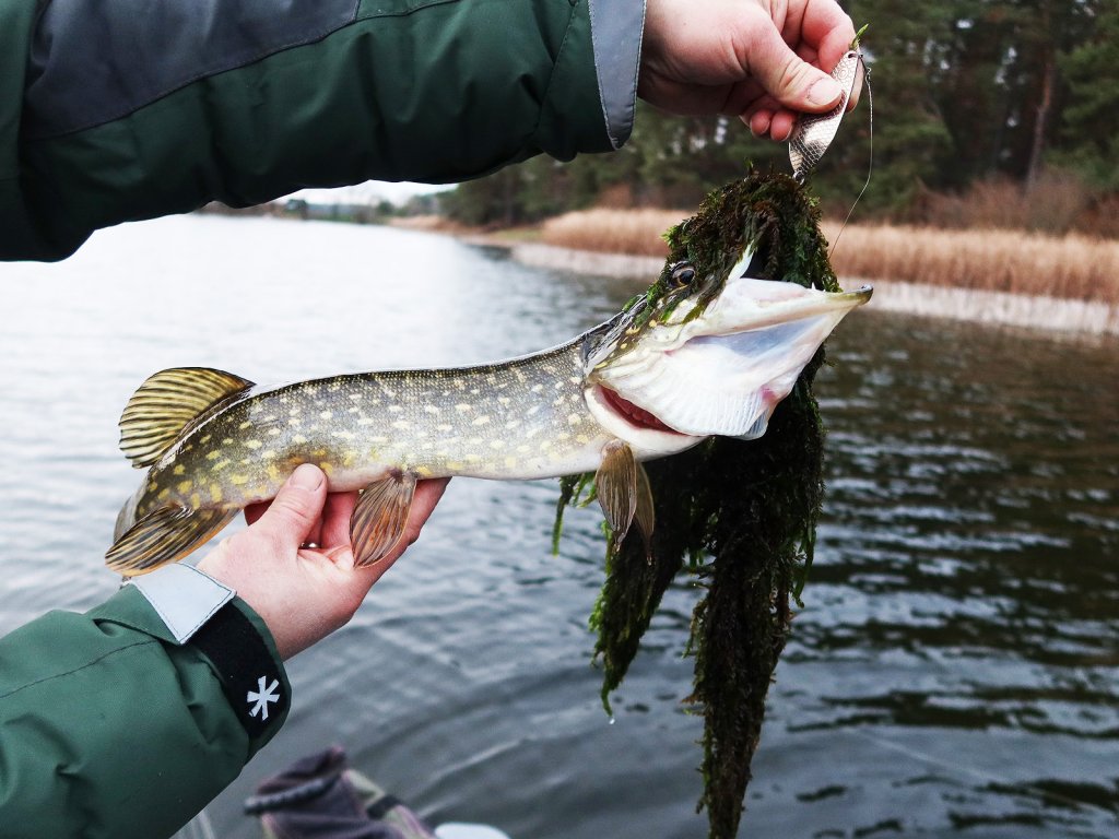 Щуку вытянули с травы