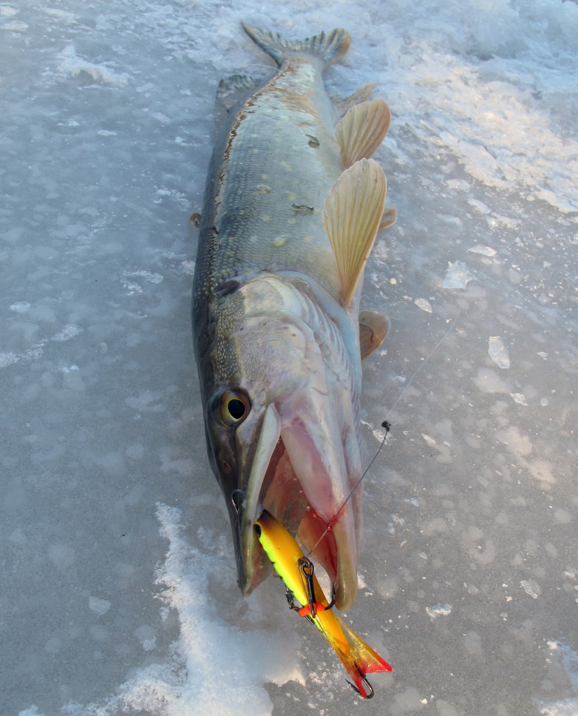 Подготовка балансиров к сезону Подготовка балансиров к сезонуg