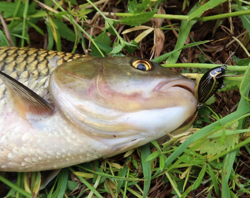 Голавль клюнул на маленький воблер