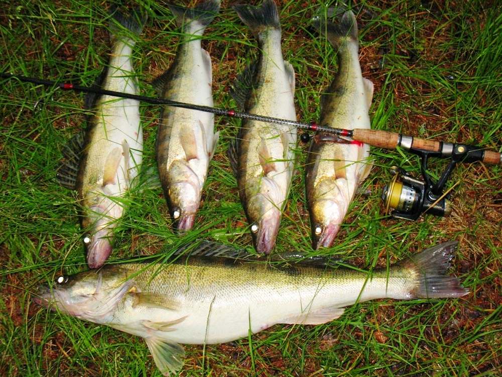 Пять судаков на траве