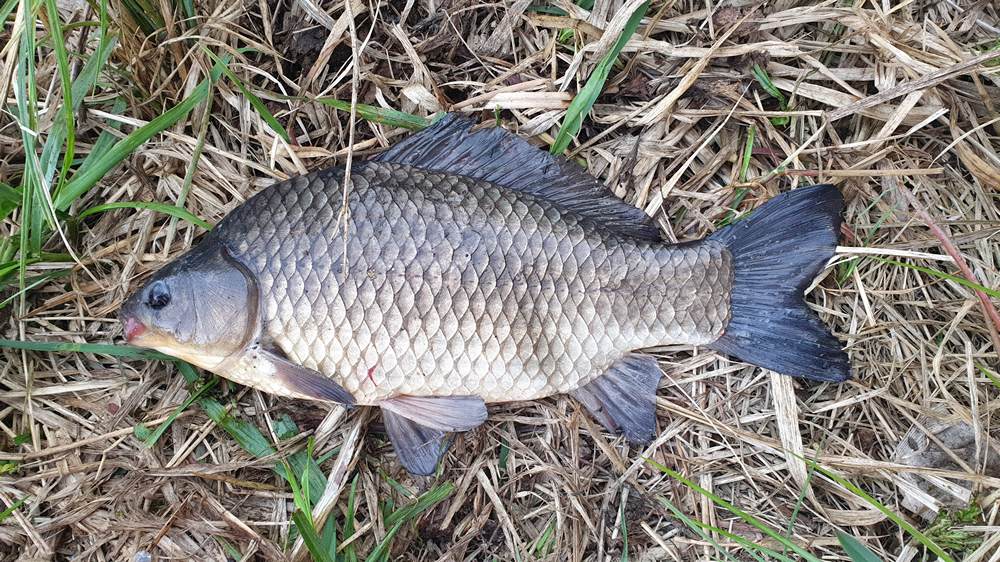 Крупный карась на траве