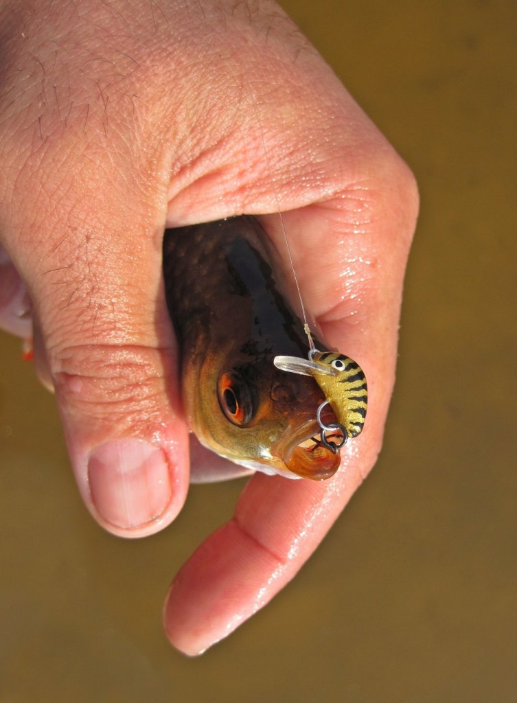 Краснопёрка клюнула на воблер Краснопёрка клюнула на воблер