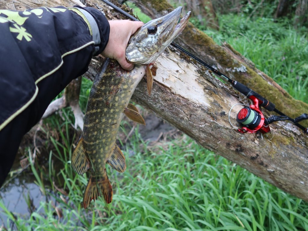 Щука и спиннинг на сухом дереве