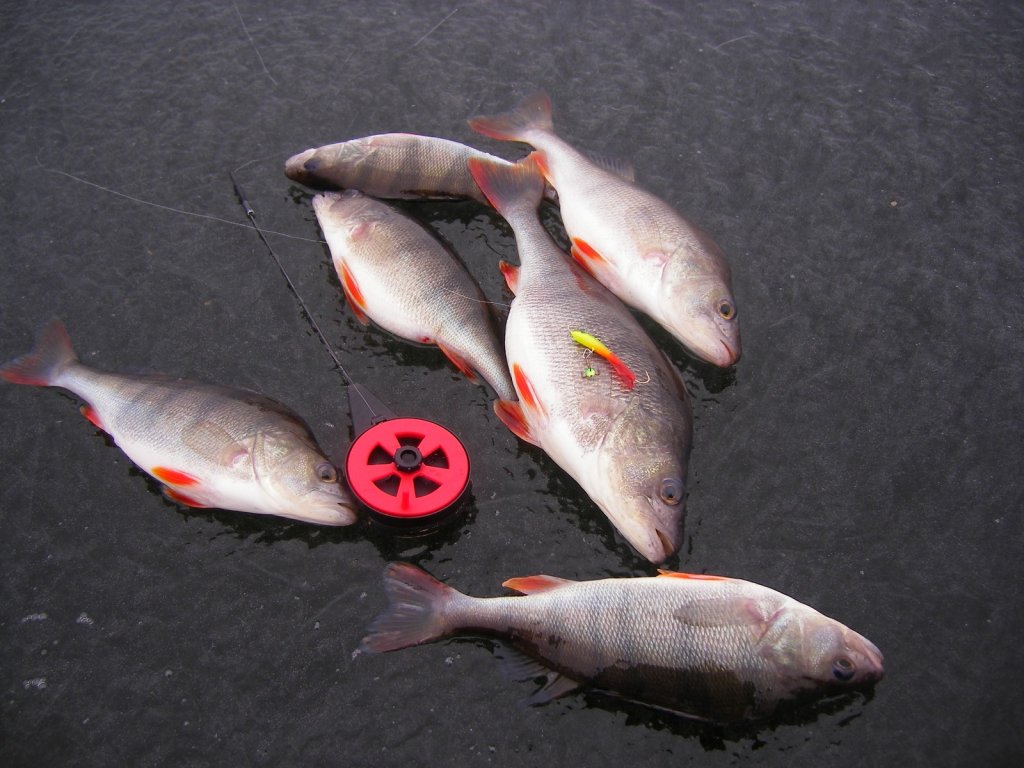 Окуни пойманы на балансир