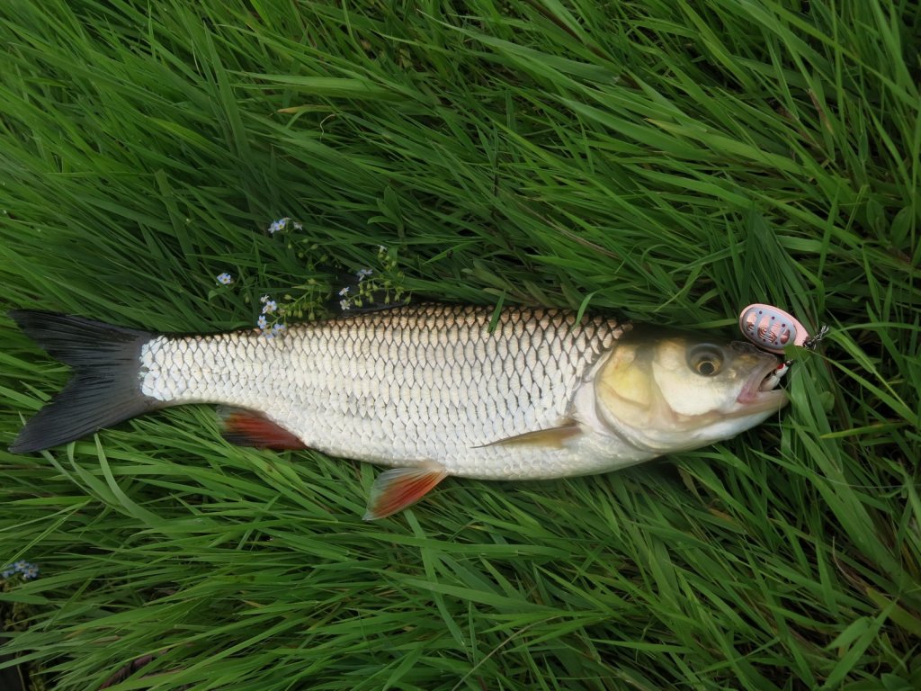 На вертушку Lucky John Trian Blade клюнул голавль