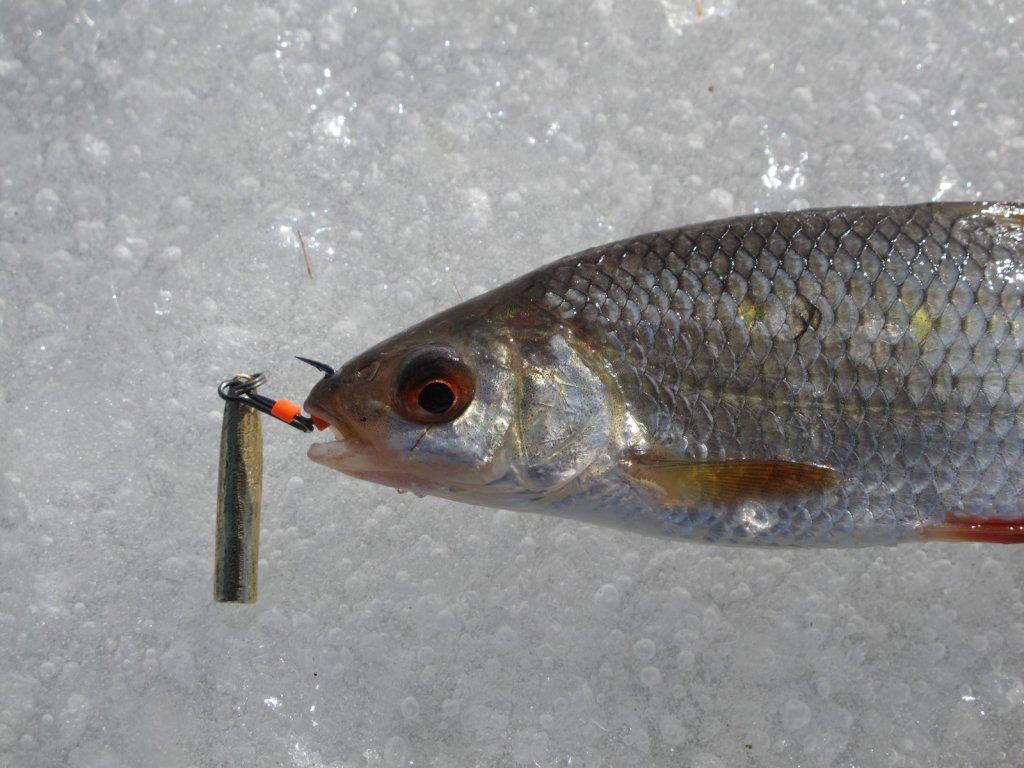 Плотву поймали на балду